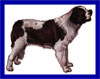 Click here for more detailed St. Bernard breed information and available puppies, studs dogs, clubs and forums